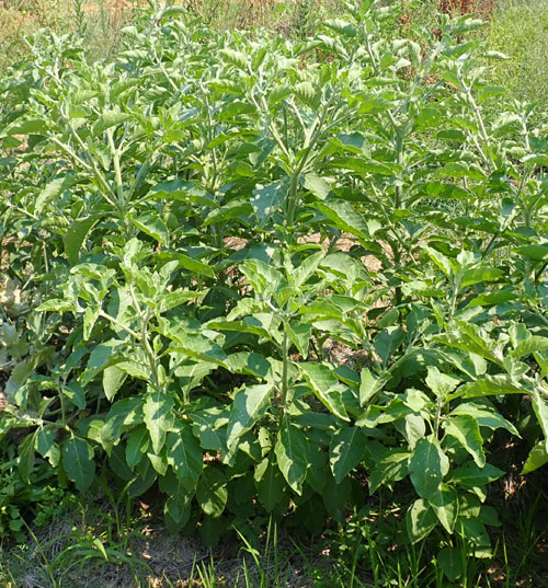 Ashwagandha.jpg