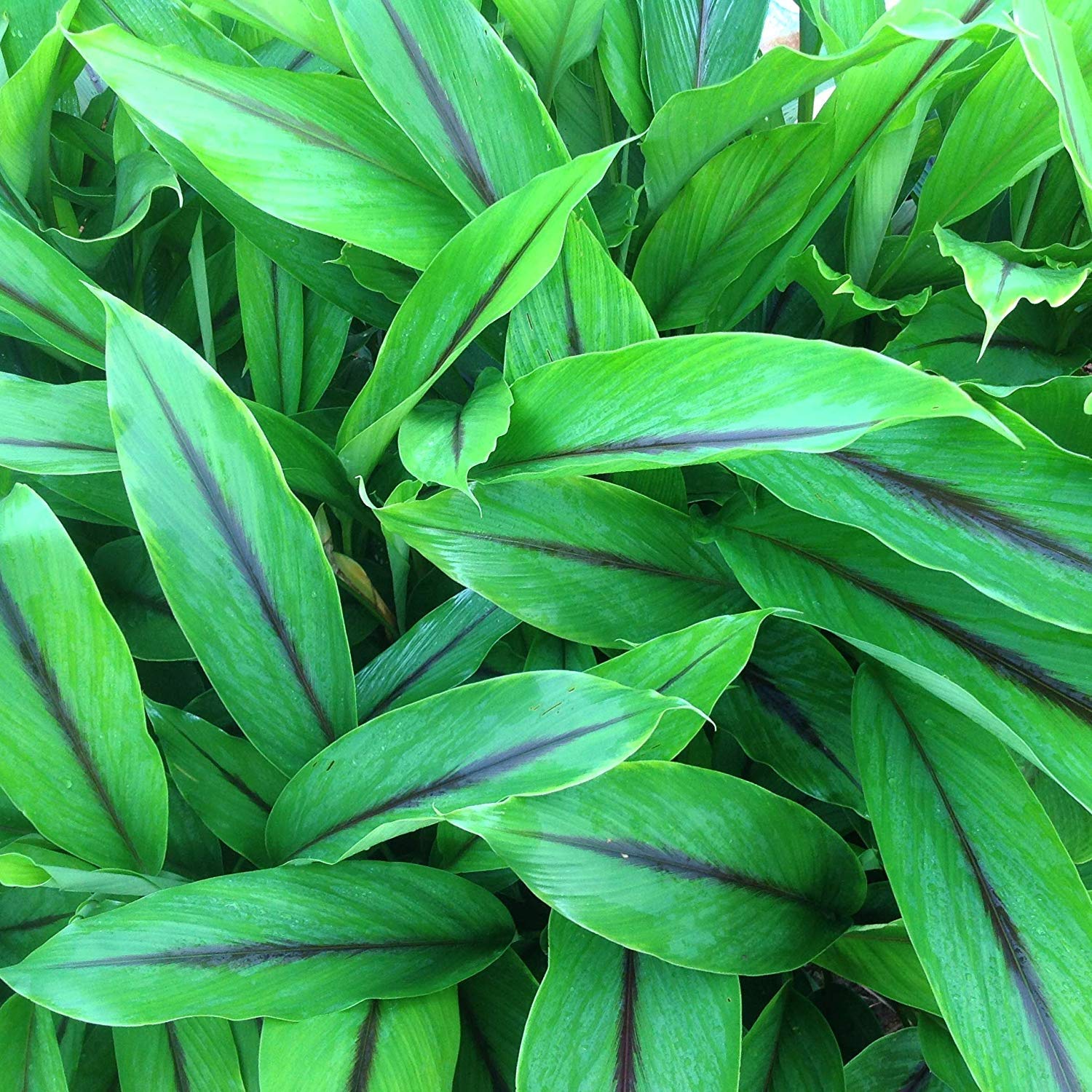 Black-Turmeric2.jpg
