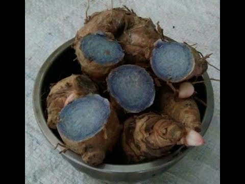 Curcuma-Caesia-Black-Turmeric-Kali-Haldi-Seed-Bulbs-Rhizomes-500x500-1.jpg