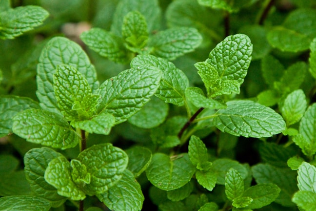 Mint-Plant.jpg