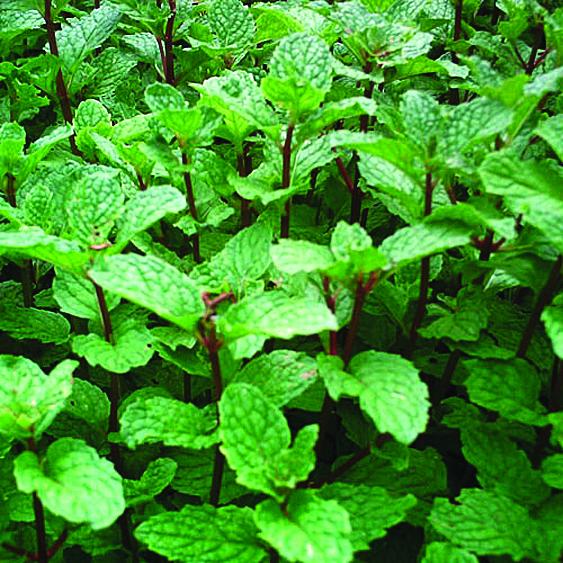 Mint_600x.jpg