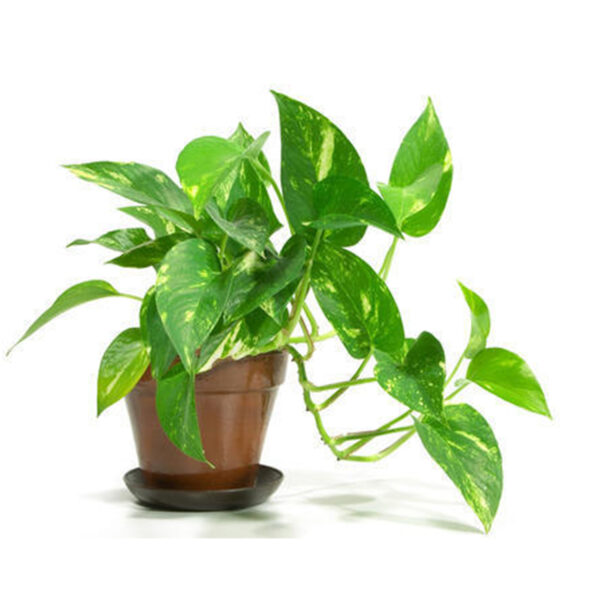 Money-Plant-1-600x600