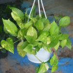 Money-Plant-2-150x150