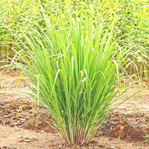 Natural-Lemon-Grass.jpg Lemongrass Slips