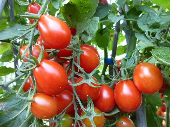 ROJA-TOMATO-CHEERY-TOMATO-1-1.jpg