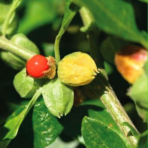 ashwagandha-plant-500x500-1.jpg