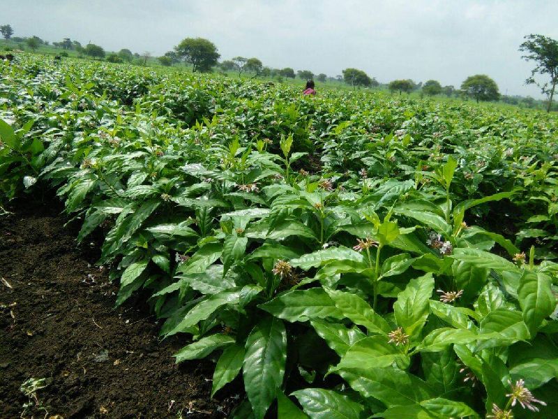 ashwagandha-plant.jpeg