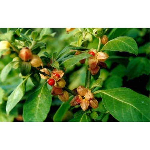 ashwagandha-seeds-500x500-1.jpg