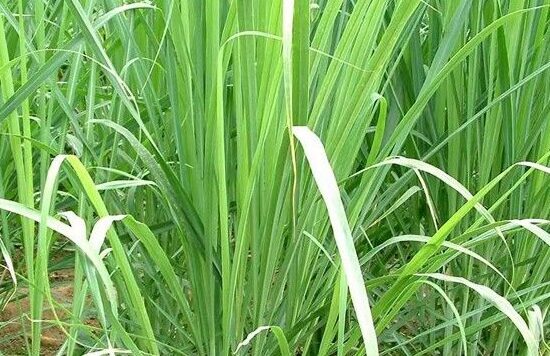 lemon-grass-farming-e1630047392777.jpg