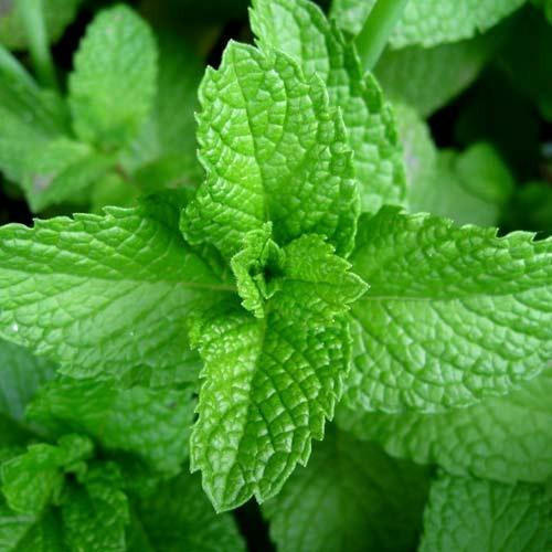 mint-500x500-1.jpg