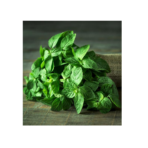 mint-500x500-1.png