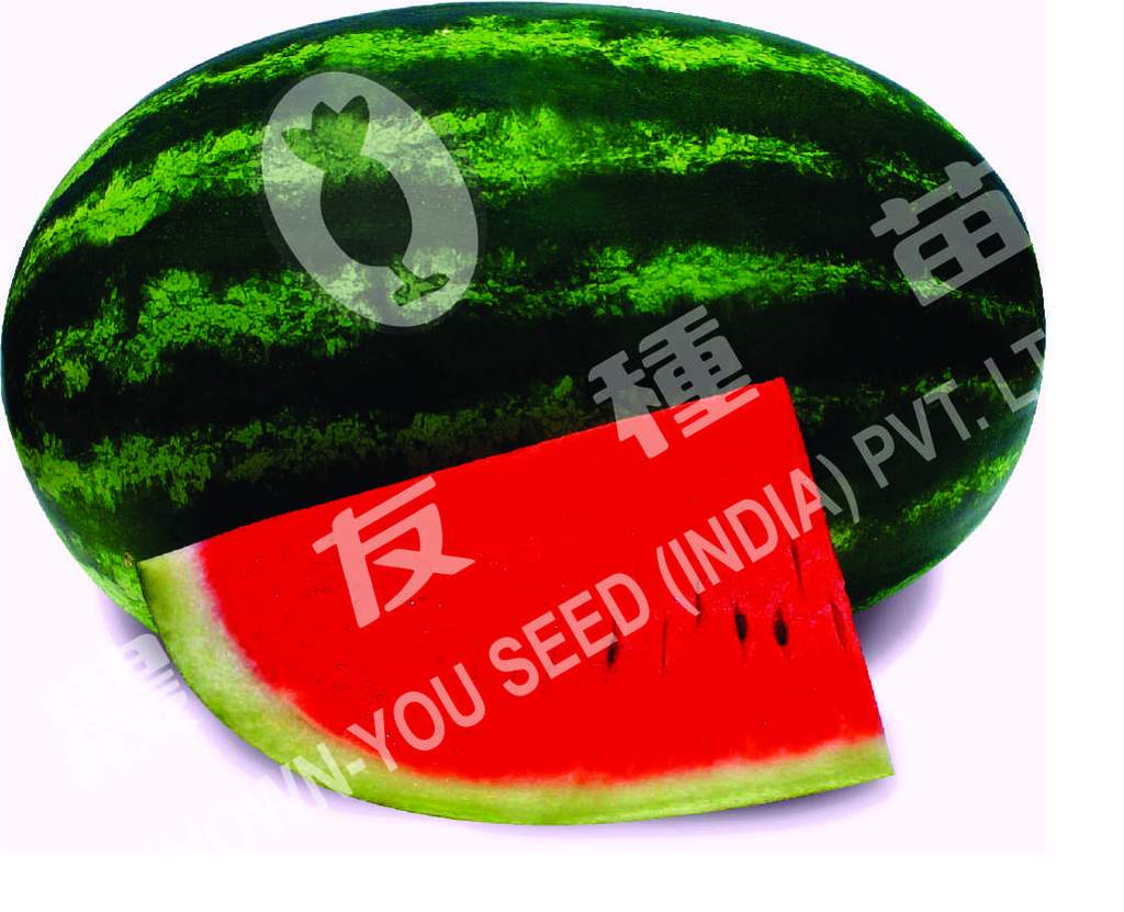 suprit_watermelon_1024x1024.jpg