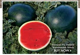 watermelon-seeds-hybrid-2.jpg