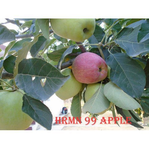 HRMN 99 APPLE PLANT