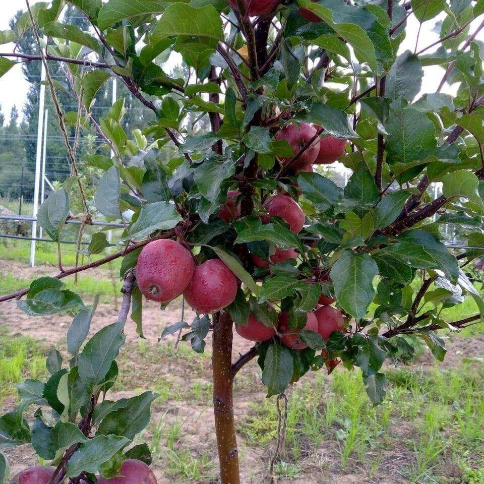 HRMN-Apple-1
