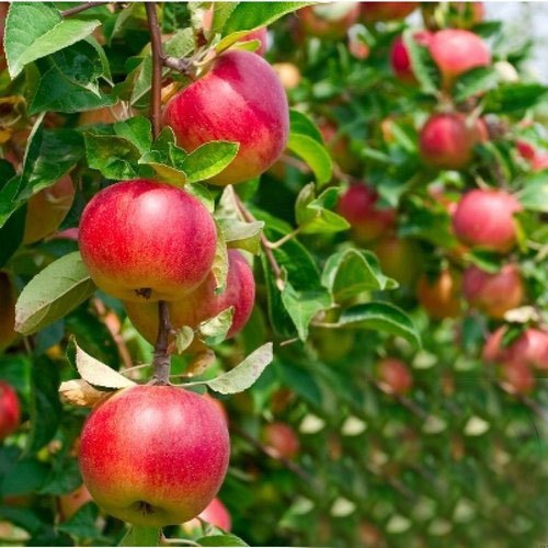hrmn-99-apple-500x500