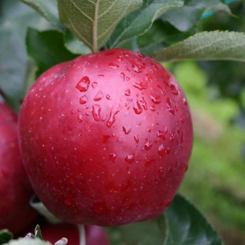 hrmn-99-apple-plant-500x500