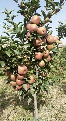 hrmn-99-apple-plant-hot-climate-variety-500x500-1